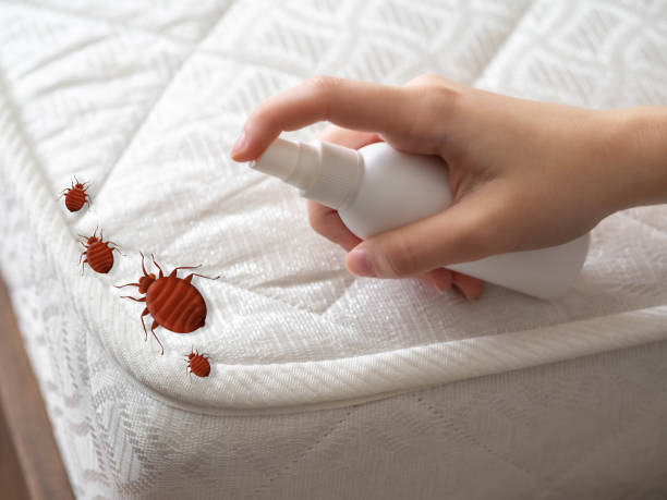 Best Termite Control Services  in Mount Vista, WA