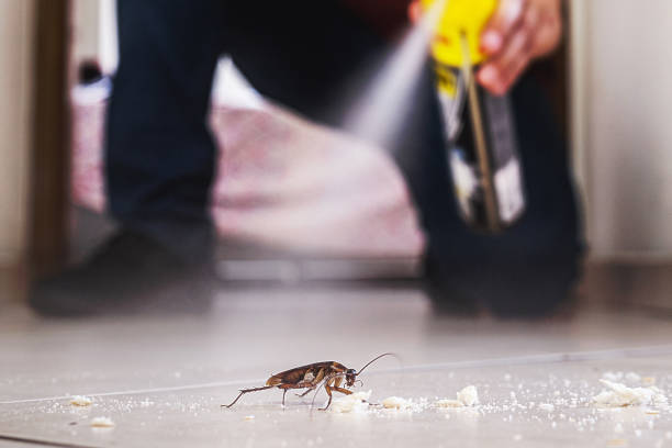 Best Flea Control Services  in Mount Vista, WA